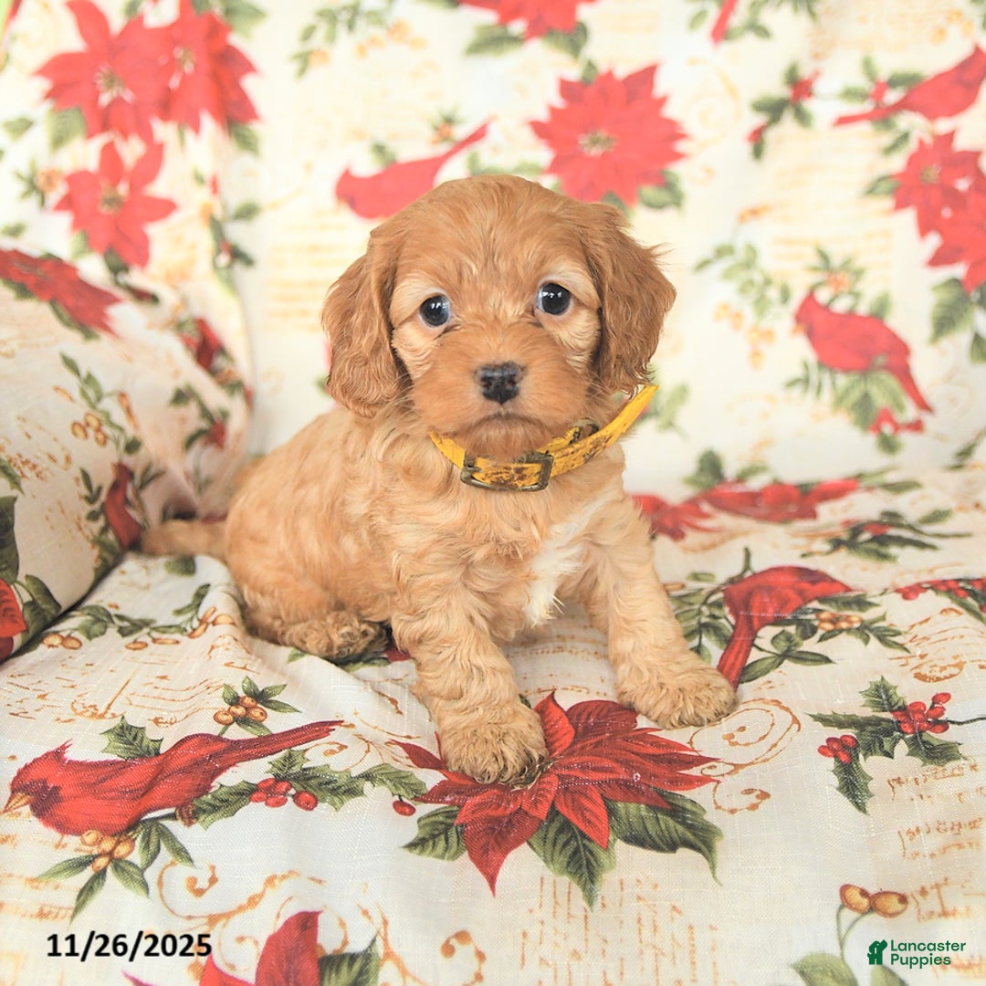 Cockapoo dogs for sale: Noel - Ad 2