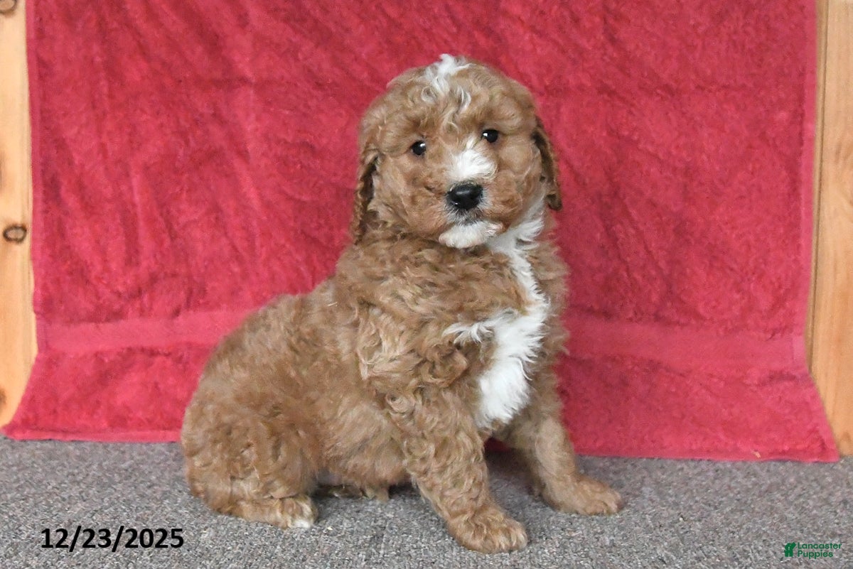 Mini Goldendoodle dogs Jack - Ad 7