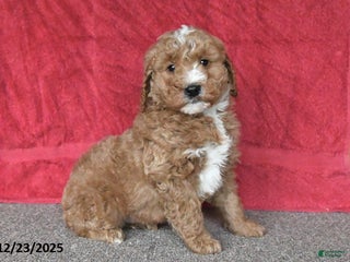 Mini Goldendoodle dogs Jack - Ad 7