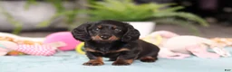 Dachshund dogs for sale: Ivy - Ad 6