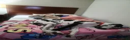 Great Dane dogs for sale: Moo Moo - Ad 3