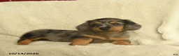 Dachshund dogs for sale: Larry  - Ad 2