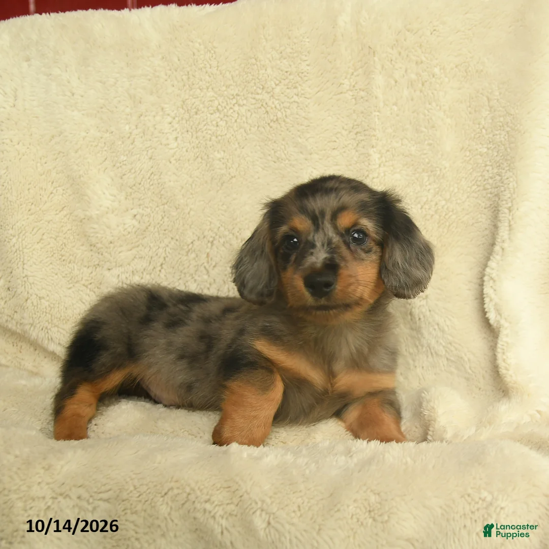 Dachshund dogs for sale: Larry  - Ad 2