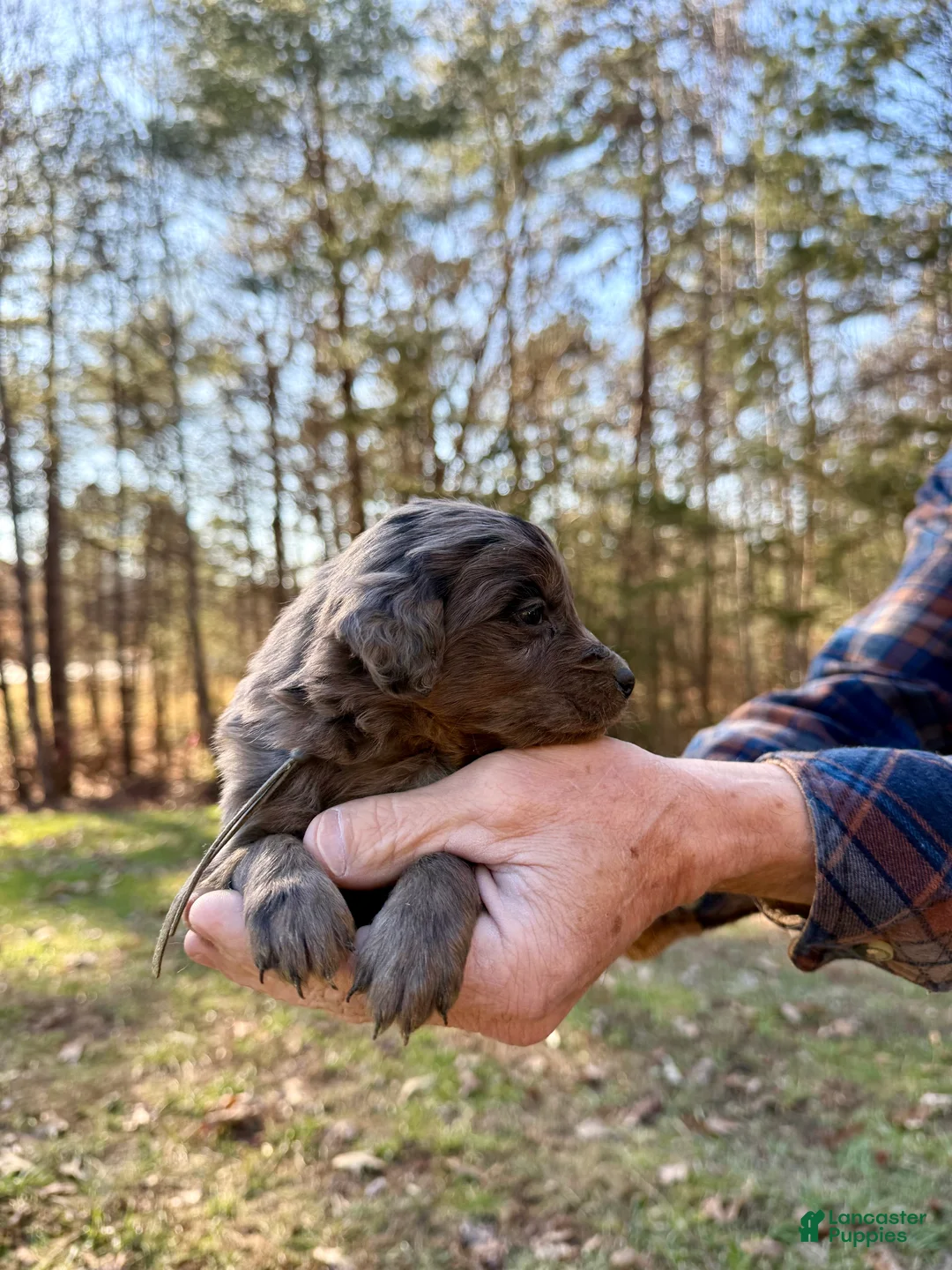 Goldendoodle dogs for sale: Goldendoodle Puppy 3 - Ad 9