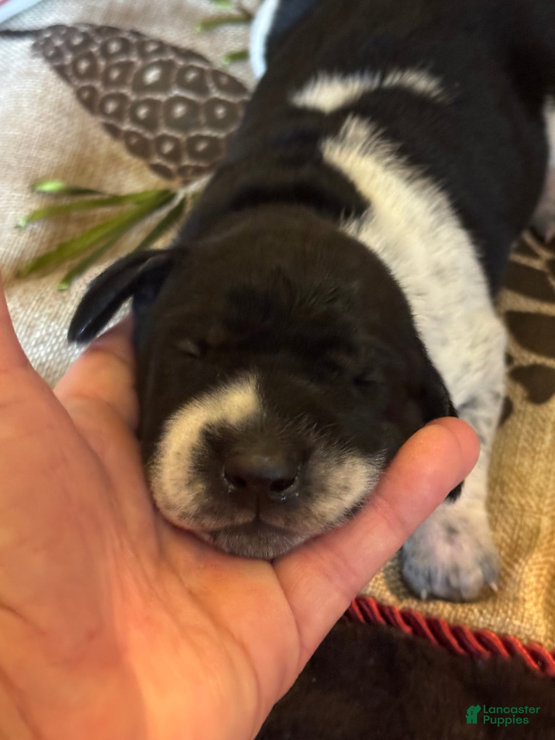 German Shorthaired Pointer dogs for sale: German Shorthaired Pointer Puppy 1 - Ad 4