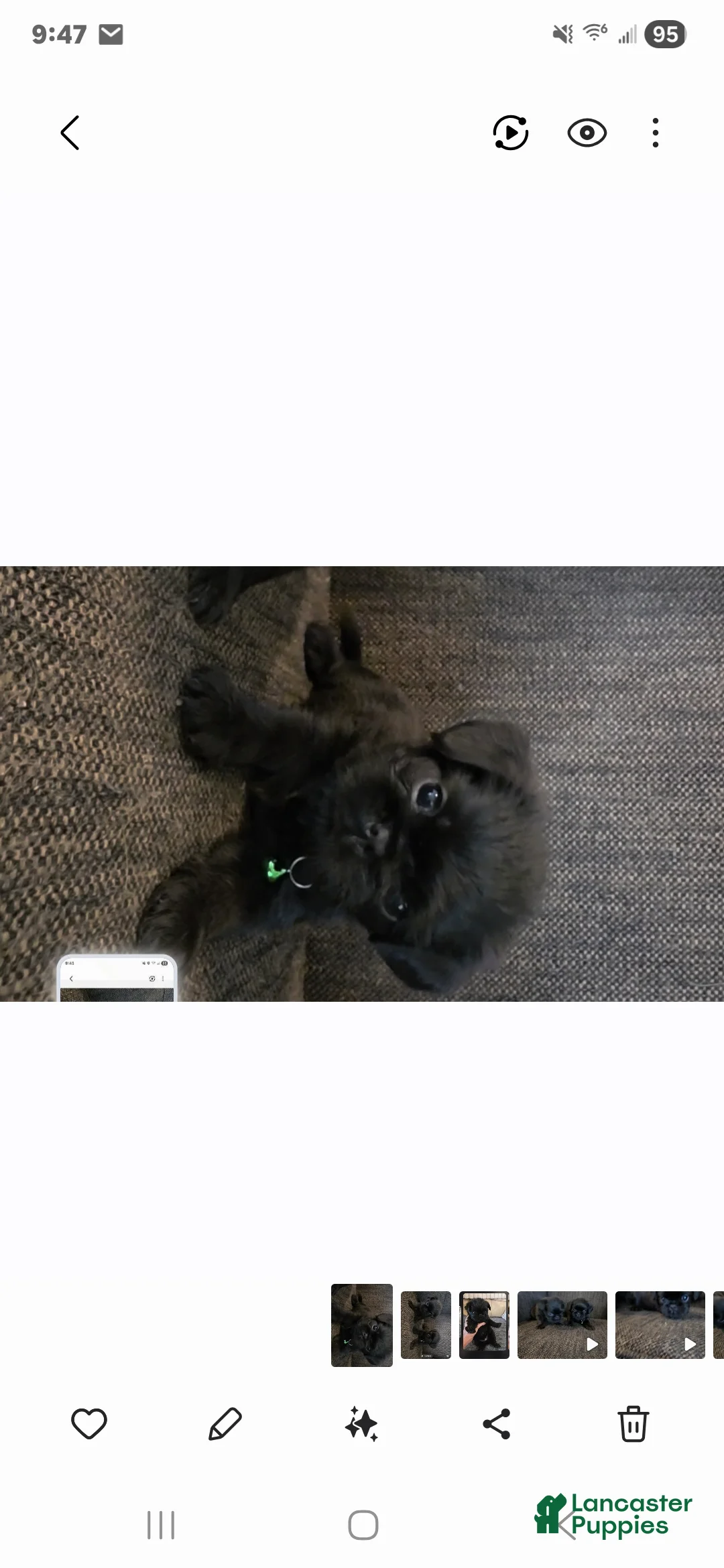 Brussels Griffon dogs for sale: Brussels Griffon Puppy 1 - Ad 2