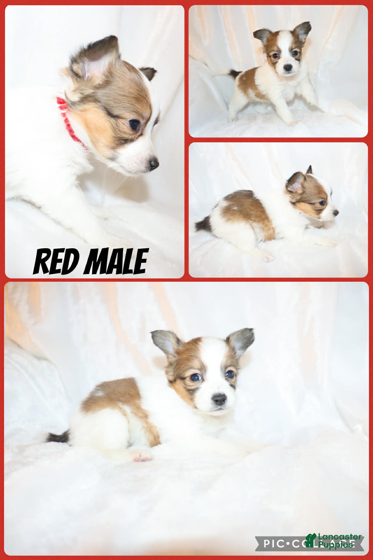 Papillon dogs Red male - Ad 36