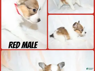 Papillon dogs Red male(Scout) - Ad 16