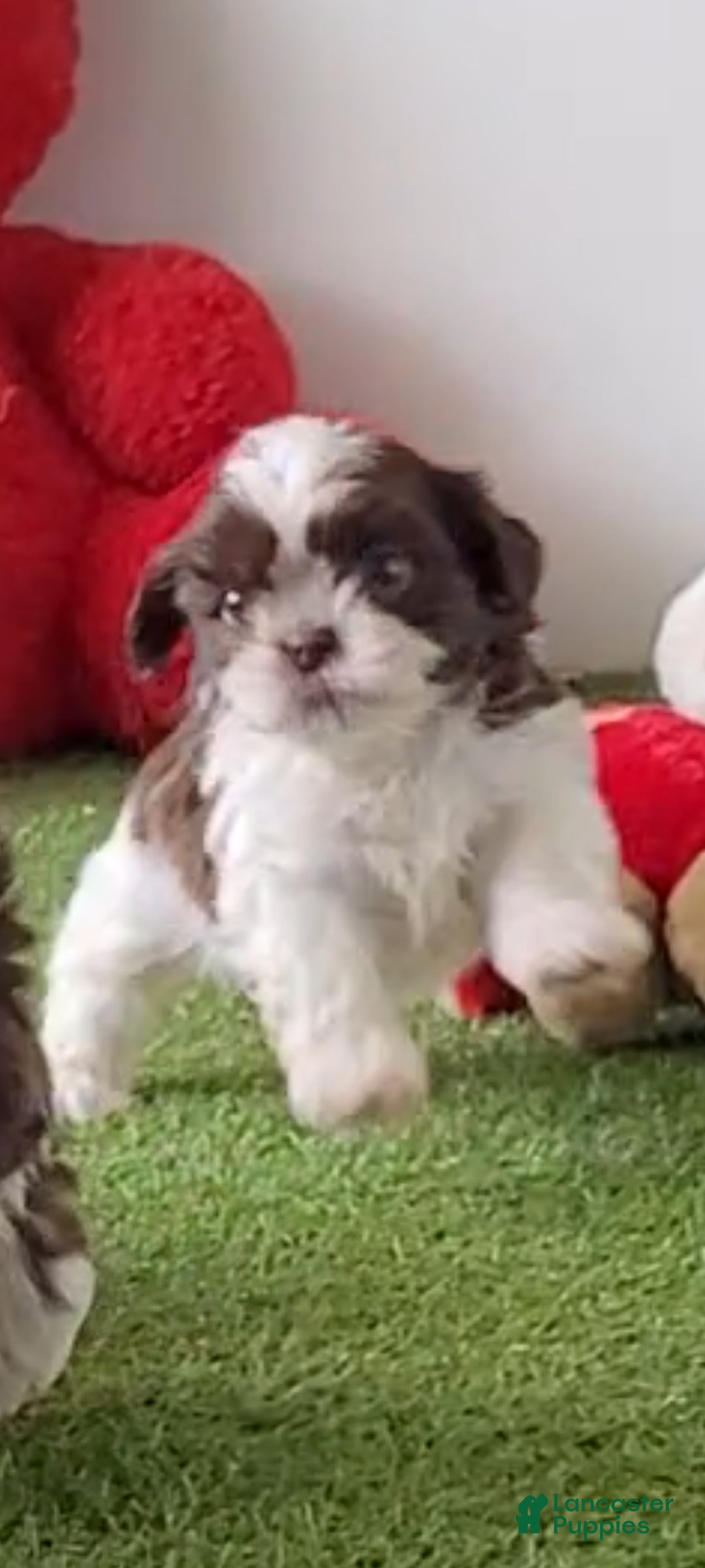 Shih Tzu dogs Pecan - Ad 1