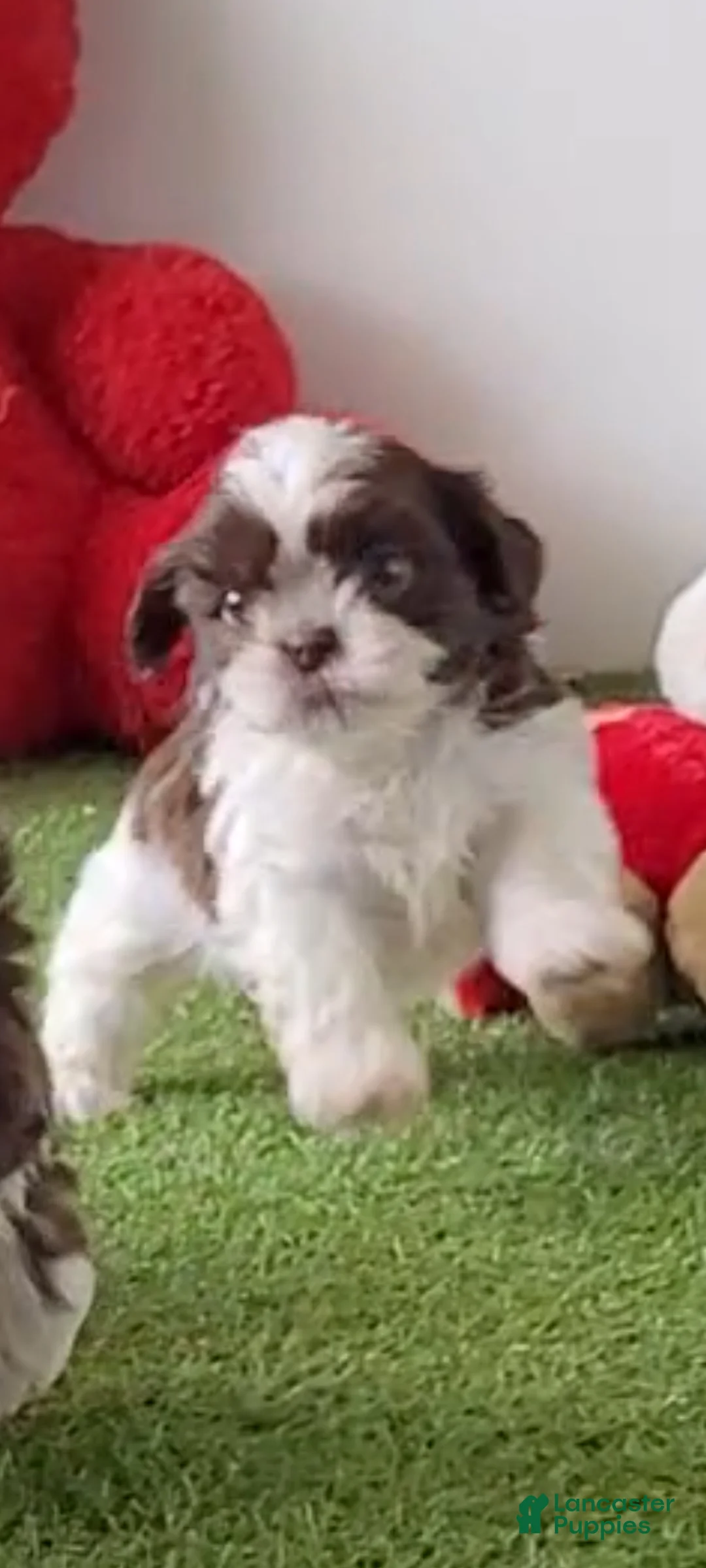 Shih Tzu dogs for sale: Pecan - Ad 1