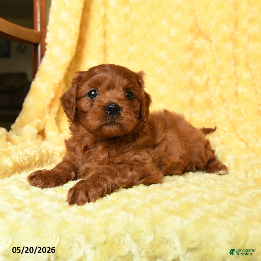 Cavapoo dogs Frederick - Ad 2