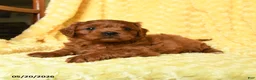 Cavapoo dogs for sale: Frederick - Ad 2