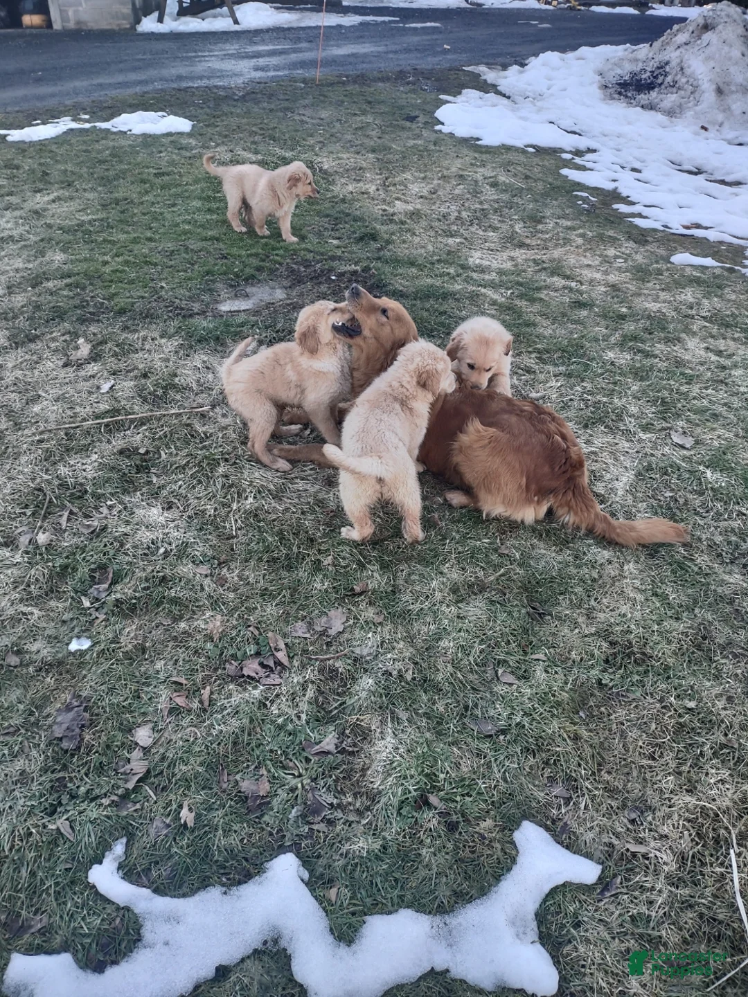 Golden Retriever dogs for sale: Golden Retriever Puppy 5 - Ad 2