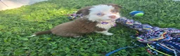 Toy Australian Shepherd dogs for sale: Girl  - Ad 2