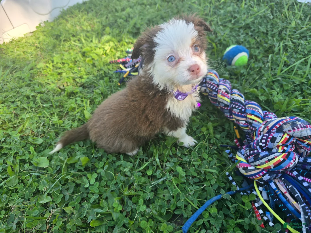 Toy Australian Shepherd dogs for sale: Girl  - Ad 2