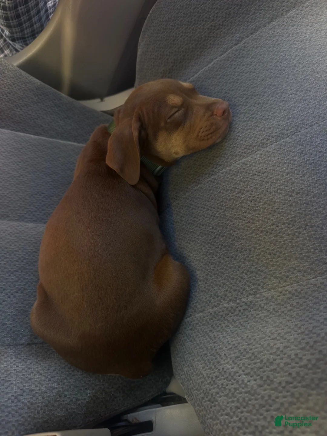American Pit Bull Terrier dogs for sale: Copper - Ad 1