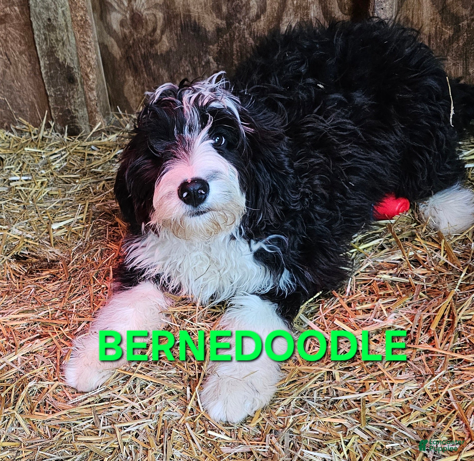 Bernedoodle dogs Bernedoodle Puppy 1 - Ad 1