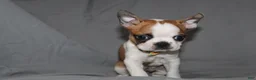 Boston Terrier dogs for sale: Harper - Ad 5