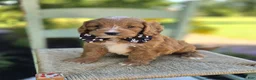 Cavapoo dogs for sale: Frankie - Ad 5