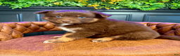 Pomsky dogs for sale: Theo - Ad 3