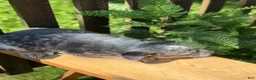 Australian Cattle Dog dogs for sale: Ranger - Ad 4
