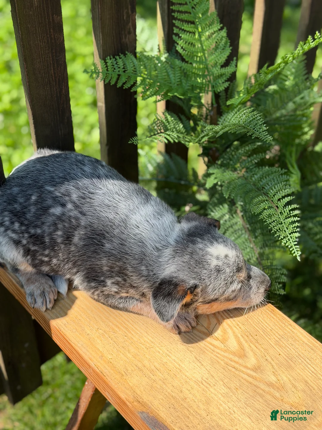 Australian Cattle Dog dogs for sale: Ranger - Ad 4