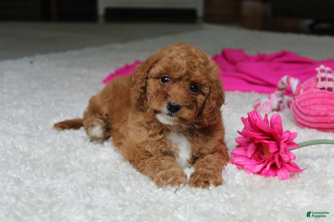 Cavapoochon dogs for sale: Madison - Ad 2