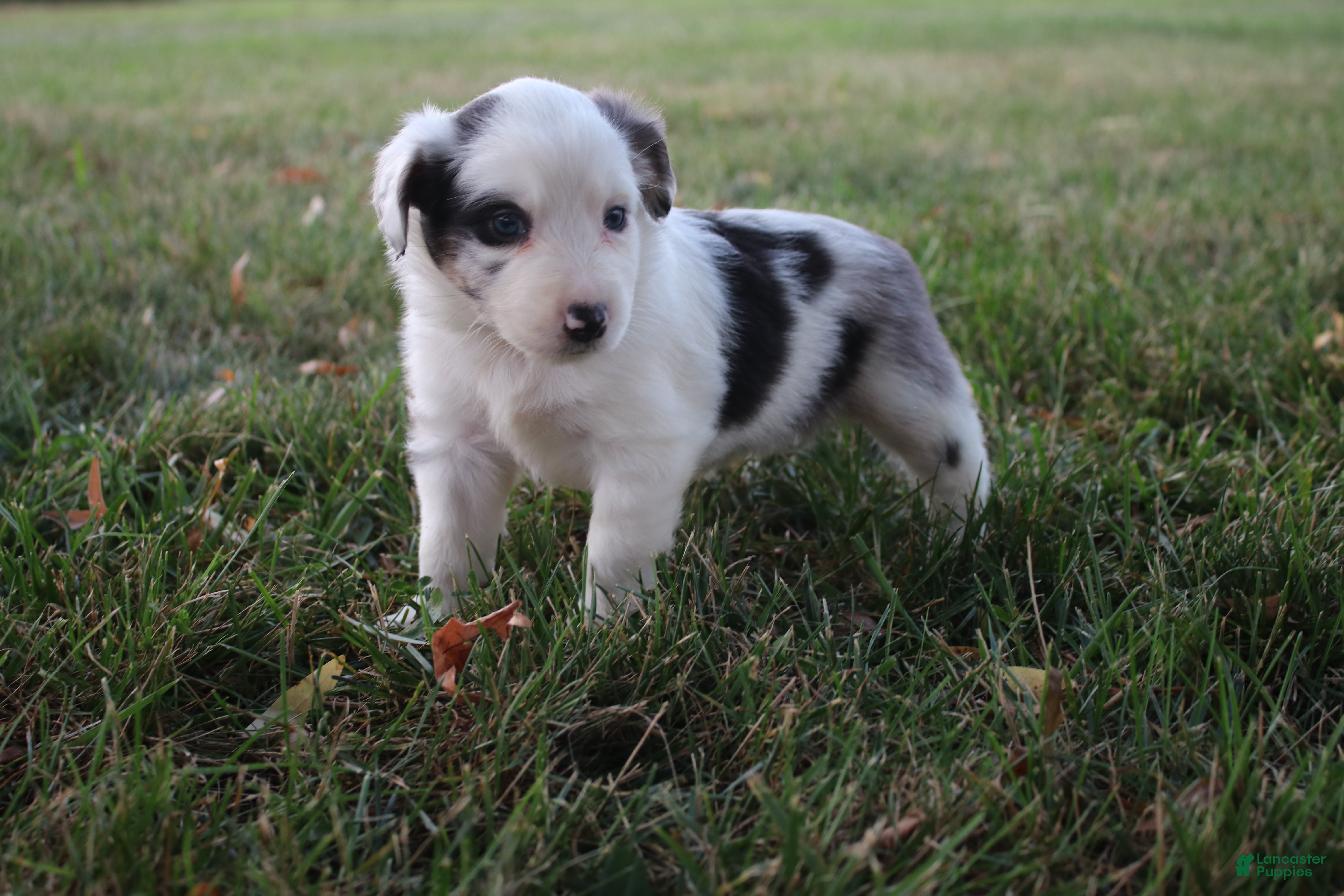Miniature Australian Shepherd dogs Harriett - Ad 10