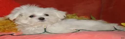 Maltese dogs for sale: Chester - Ad 3
