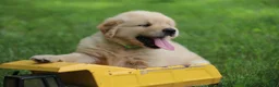 Golden Retriever dogs for sale: Golden Retriever 2 - Ad 4
