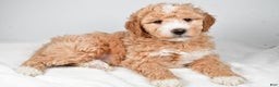 Mini Goldendoodle dogs for sale: Noelle - Ad 9