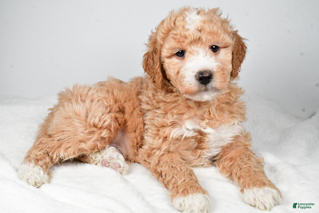 Mini Goldendoodle dogs for sale: Noelle - Ad 9