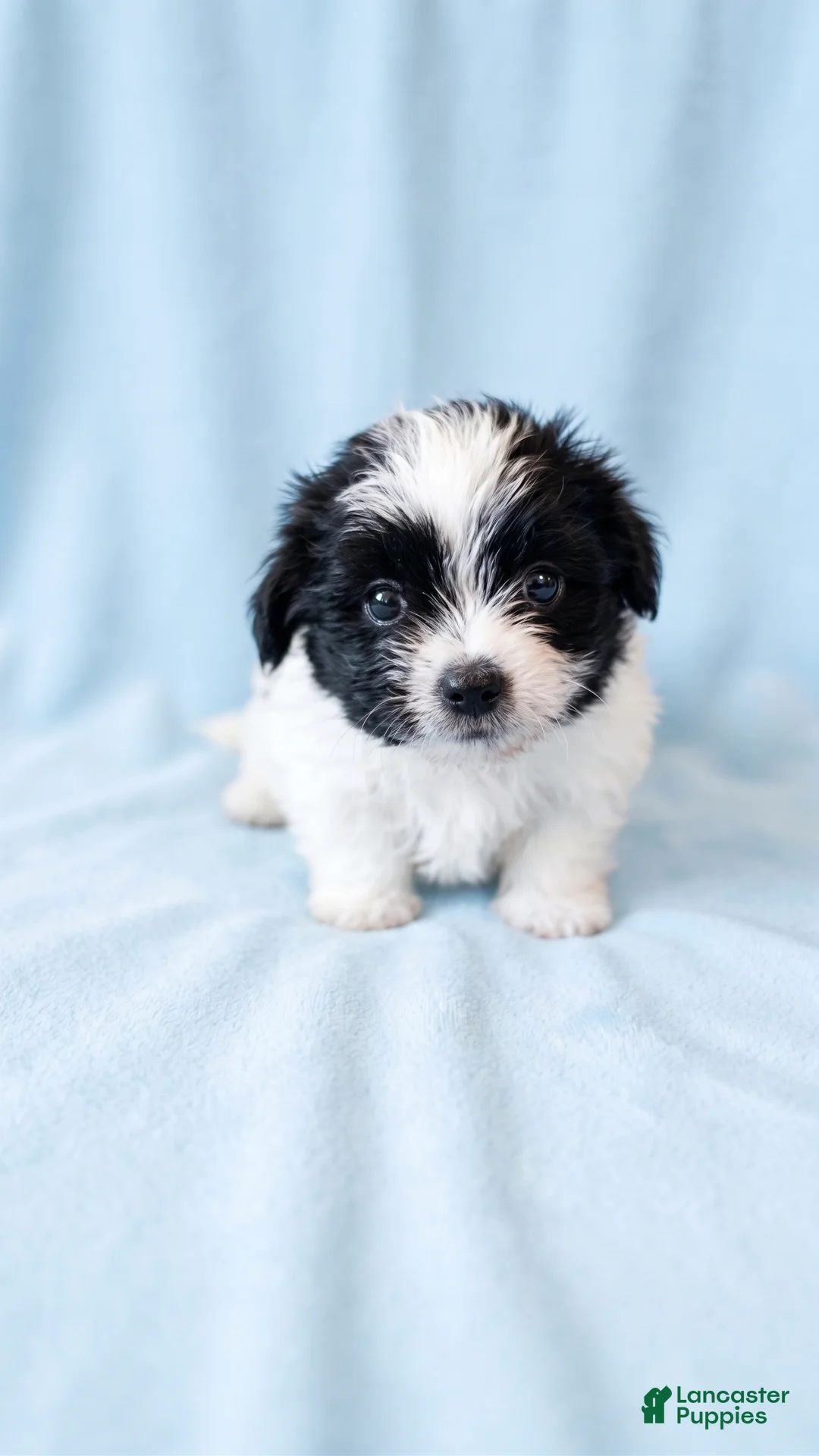 Mixed Breed dogs for sale: Archie - Ad 1