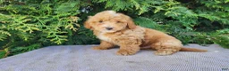 Mini Bernedoodle dogs for sale: Spencer - Ad 5