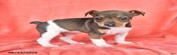 Rat Terrier dogs for sale: Tori - Ad 3