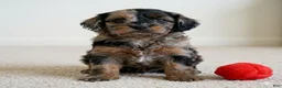 Cockapoo dogs for sale: Baily - Ad 5