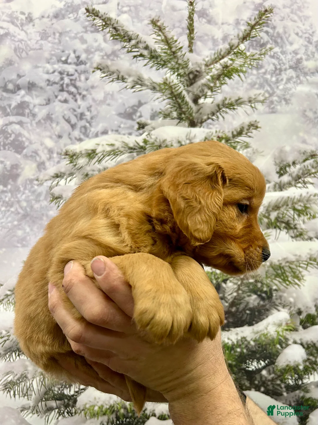 Golden Retriever dogs for sale: Prince  - Ad 6