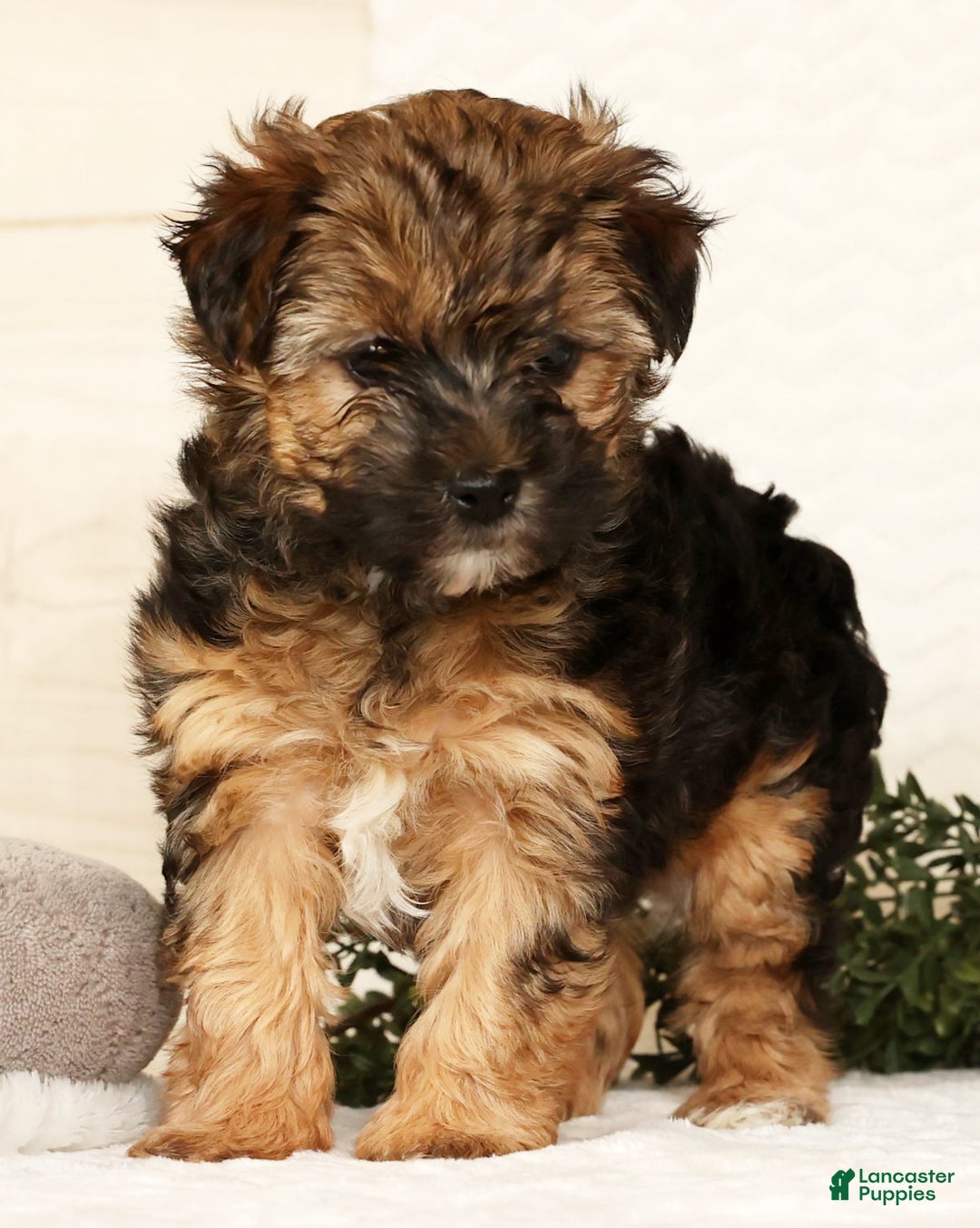 Yorkiepoo dogs for sale: Rosie  3lbs - Ad 3