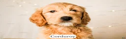 Goldendoodle dogs for sale: Corduroy - Ad 19