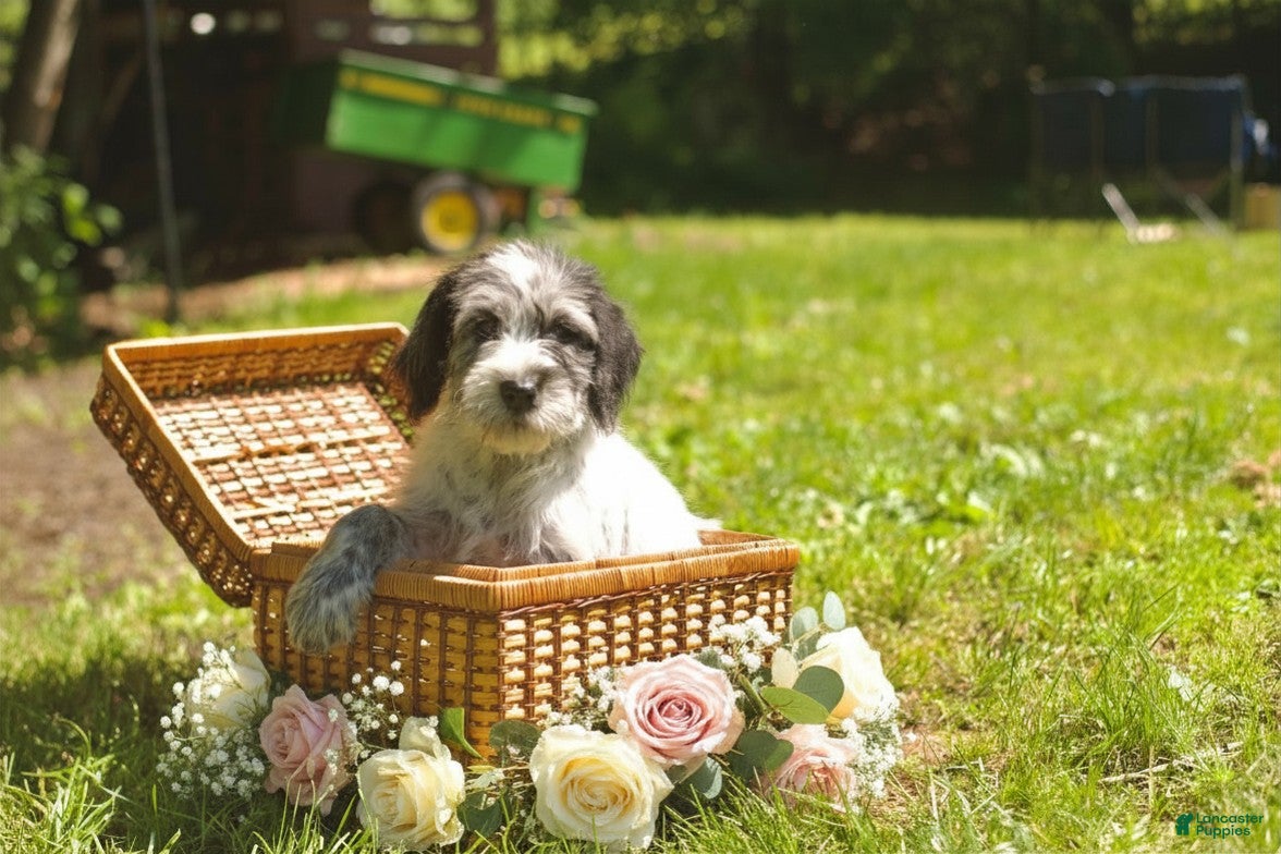 Mixed Breed dogs Molly  - Ad 1