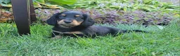 Miniature Dachshund dogs for sale: Vivian  - Ad 17