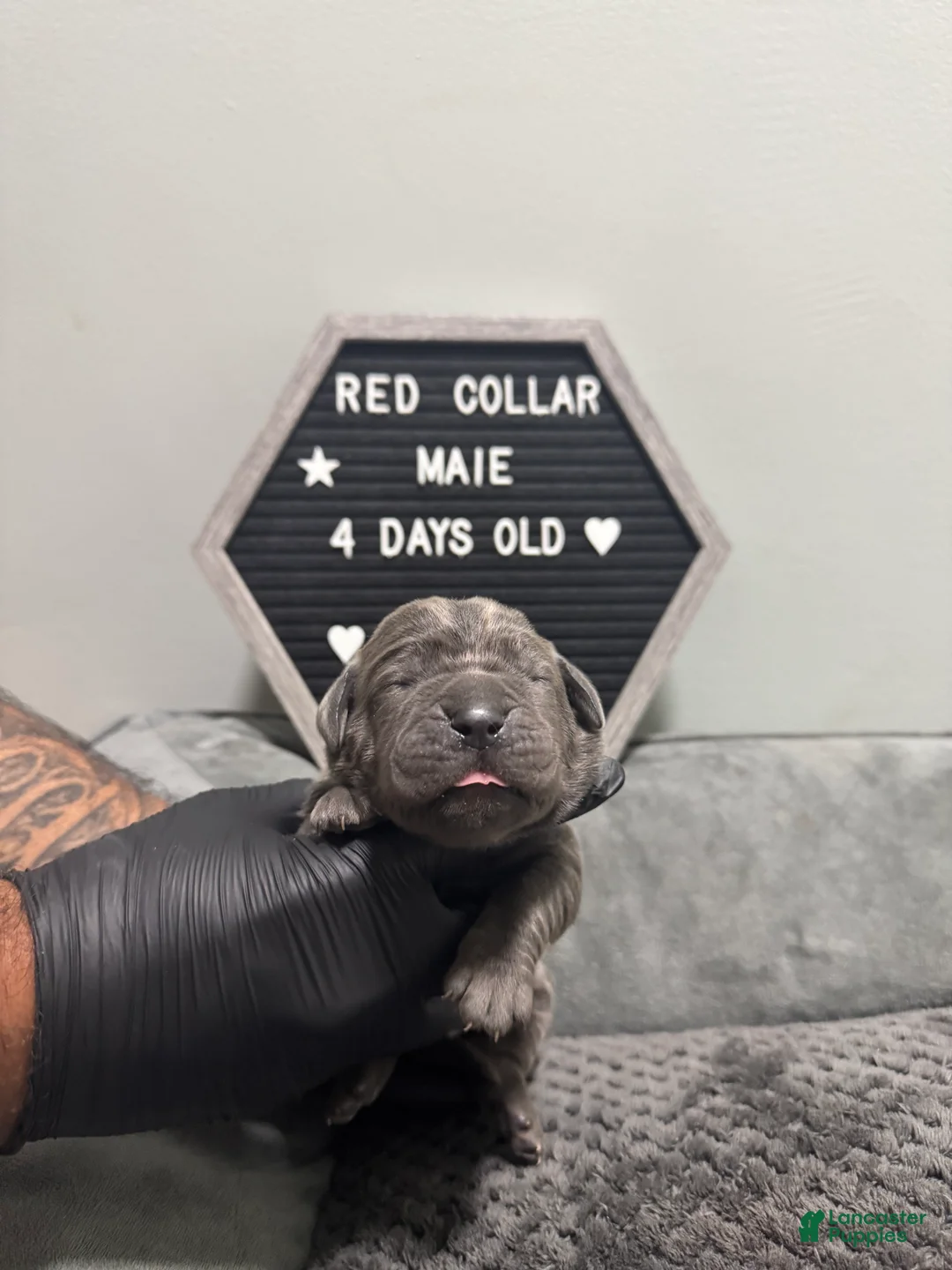 Cane Corso dogs for sale: Vince - Ad 2
