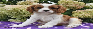 Bonnie