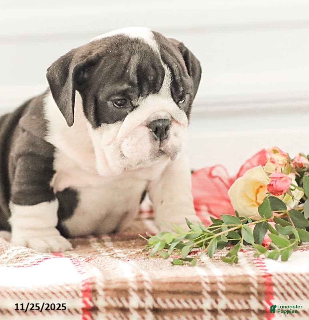 English Bulldog dogs for sale: Rex - Ad 4