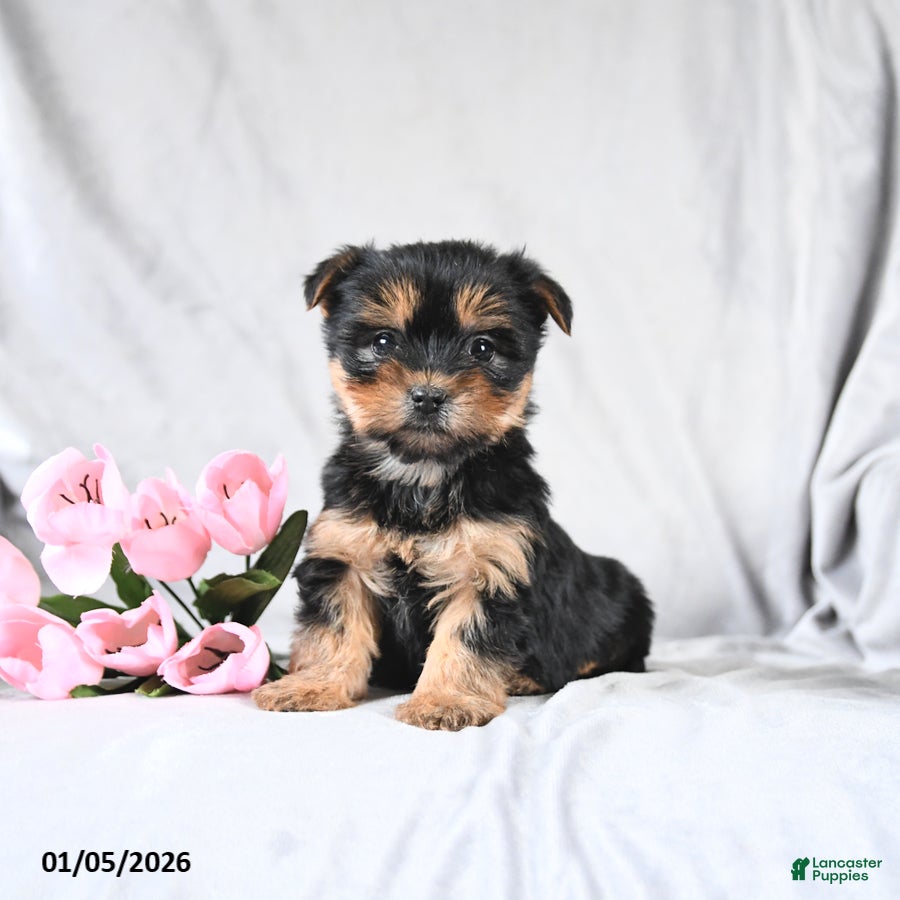 Morkie dogs Candy - Ad 2