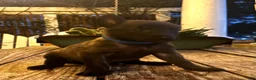 Dutch Shepherd dogs for sale: Dutch Shepherd 1 - Ad 7