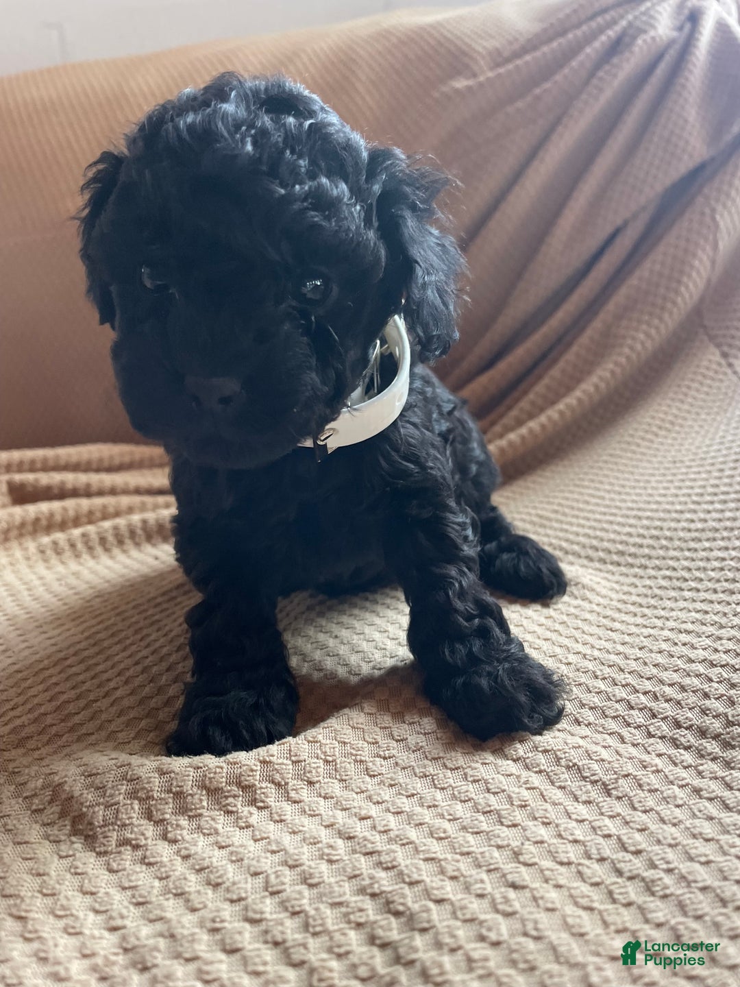 Toy Poodle dogs for sale: Pepper - Ad 1