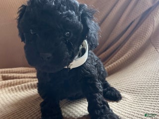 Toy Poodle dogs for sale: Pepper - Ad 1