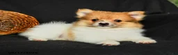 Pomeranian dogs for sale: Polly - Ad 3