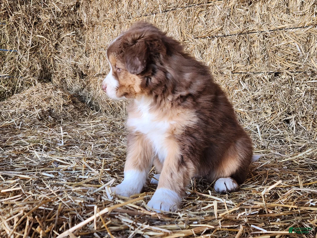 Mixed Breed dogs for sale: Kaya - Ad 2